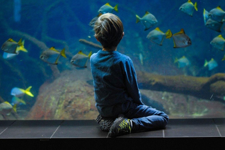 Führung durch den Hafen von Hamad, das Aquarium und das maritime Erbe