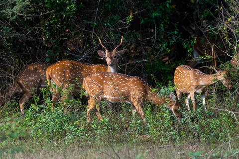 Sigiriya Dambulla Anuradhapura & Wilpattu safari 3-Day Tour Air Conditioned Van