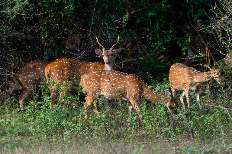 Sigiriya Dambulla Anuradhapura & Wilpattu safari 3-Day Tour Air Conditioned Van