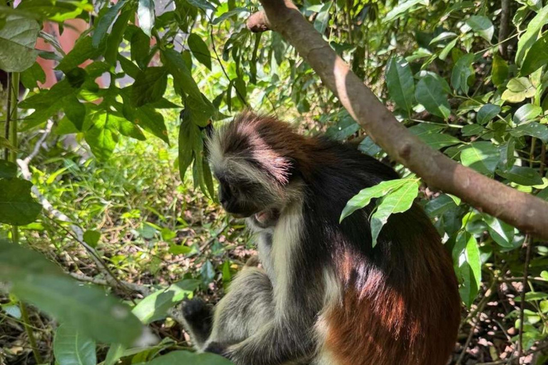 Zanzibar: Jozani forest, Sea tortoises & Mtende beach tour Private tour no Hotel pick and drop off included