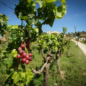 From Barcelona: Sailing and Wine Tasting Experience