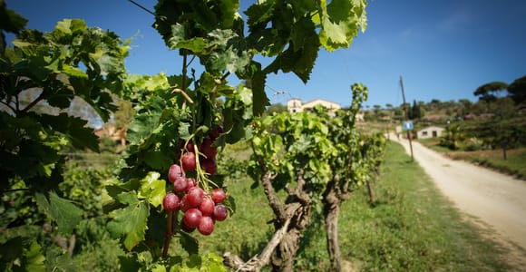 From Barcelona: Sailing and Wine Tasting Experience