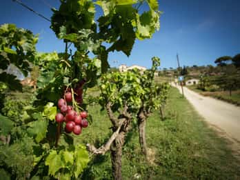 Da Barcellona: esperienza di navigazione e degustazione di vini