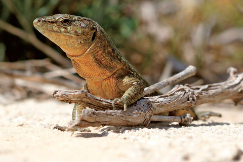 Explore the Isla Dragonera Natural Park with lunch and a swim stop Meeting Point: Playa Tora Pier 10:20 AM