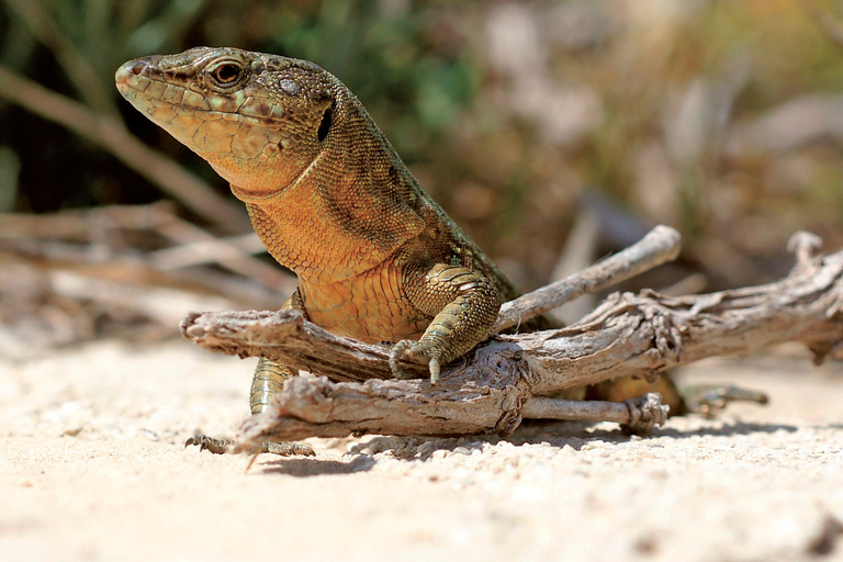 Explore the Isla Dragonera Natural Park with lunch and a swim stop Meeting Point: Playa Tora Pier 10:20 AM