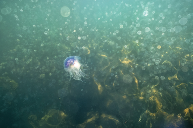 Fort William: Open Group Snorkelling Session