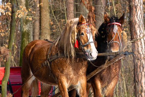 Zakopane: Horse-Drawn Rides with Local Guide &amp; Food TastingWinter: Snow Sleigh Ride