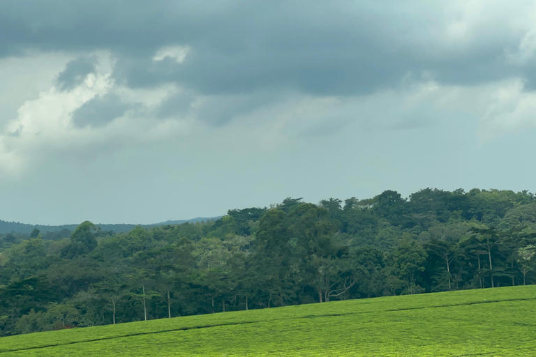 Lake Bunyonyi - Kalinzu Forest Chimpanzee Trekking Day Trip