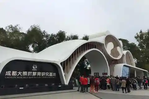 Chengdu: Panda Base Tour/Ticket Only Option