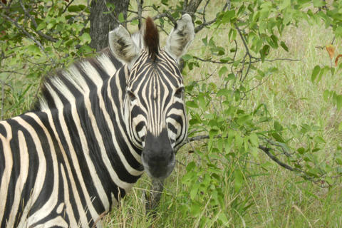 St Lucia, KZN : 3-Day Wildlife and Cultural Safari