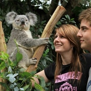 Private Blue Mountains, Scenic World & Australian Wildlife Tour