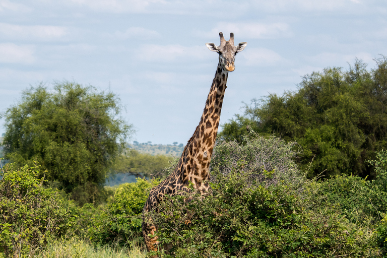 From Zanzibar: 2-Day Selous Safari with Flights & Lodge Stay 2-Day Selous Safari - Without Transfer