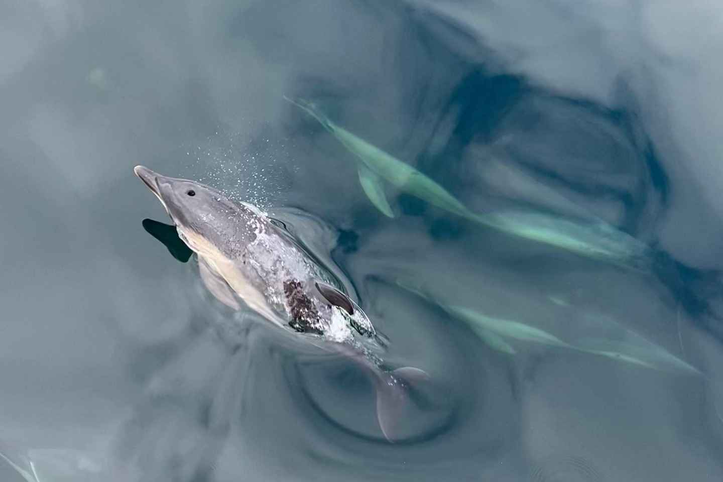Dingle: Guided Mini Eco Boat Tour (2 Hours)