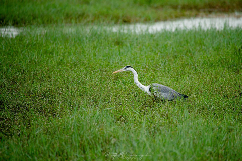 Minneriya National Park Morning Safari – Birds & Elephants