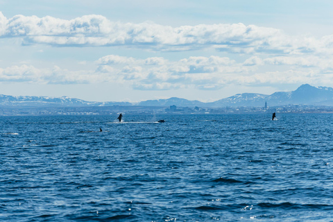 Reykjavik : Tour en bateau pour observer les baleines