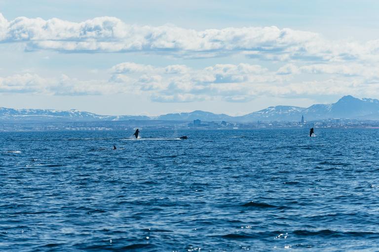 Reykjavik : Tour en bateau pour observer les baleines