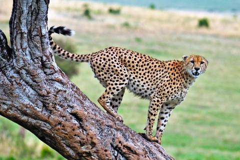 Nairobi: Masai Mara & Nakuru 4-Day Private Safari in A Van