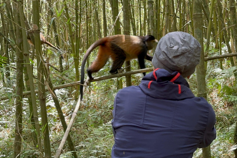 1 Dag Gorilla Trek &amp; Karisoke Onderzoekscentrum, Vulkanen NP