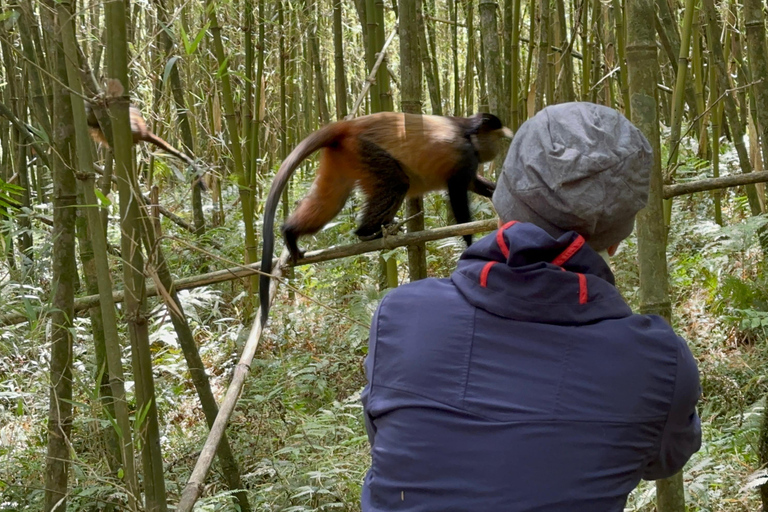 1 giorno di trekking con i gorilla e il centro di ricerca di Karisoke, Volcanoes NP