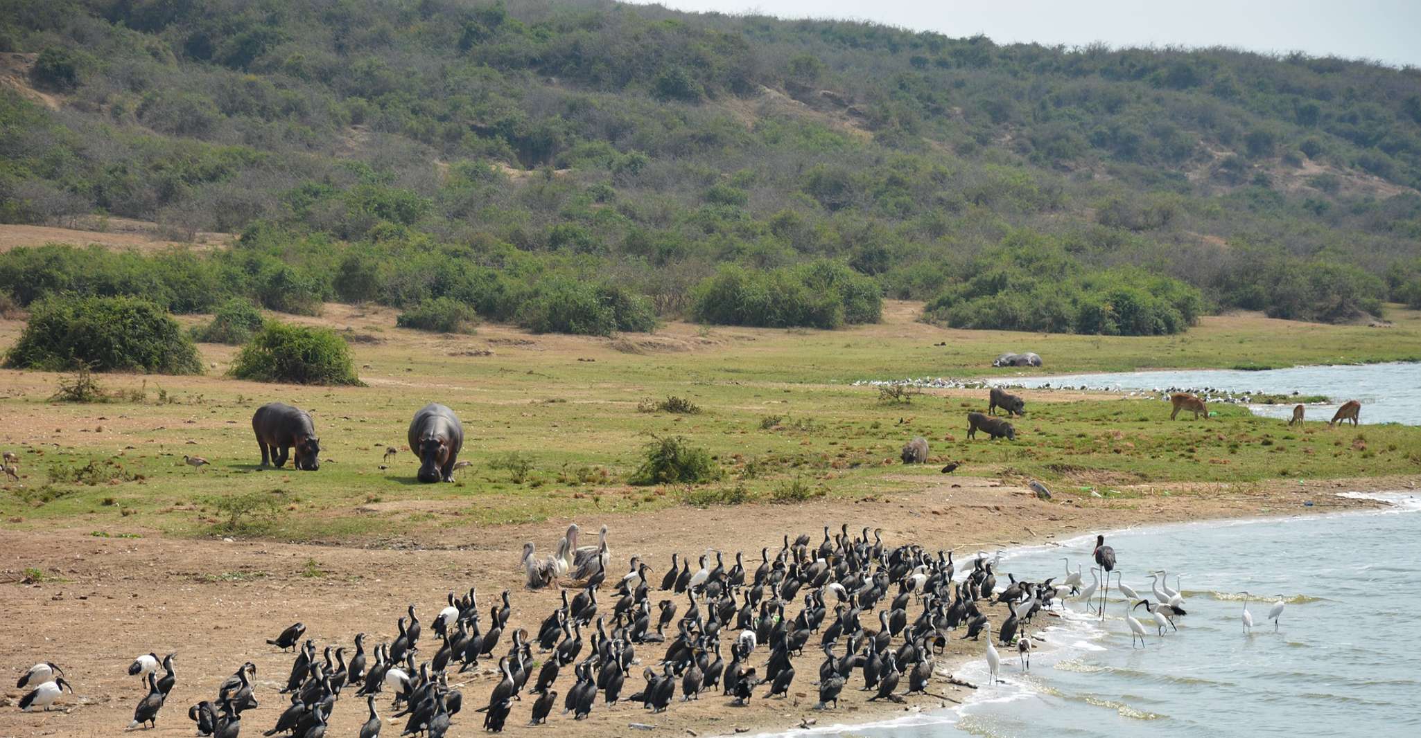 9 Tage Best of Uganda Safari mit Gorillas - Hizvo