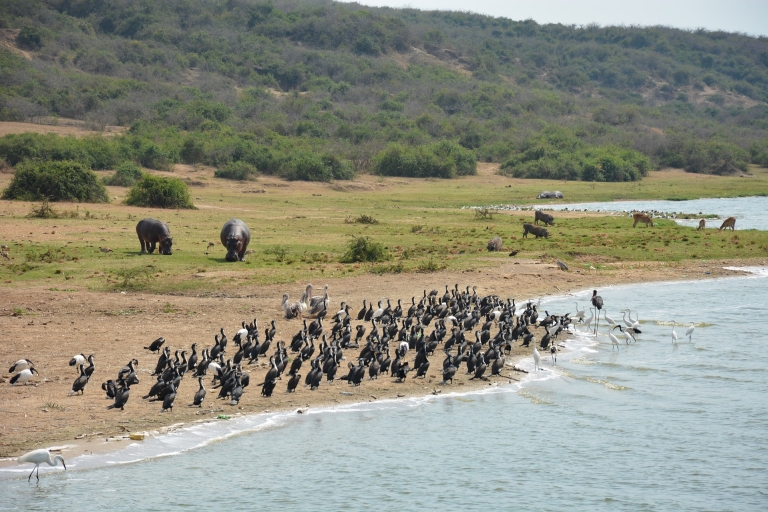 9 Tage Best of Uganda Safari mit Gorillas