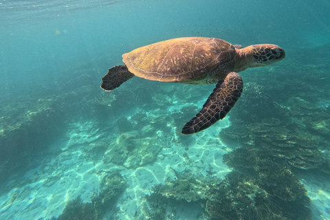 Muscat: Glass-Bottom Snorkeling Trip to Daymaniat w/ Snacks