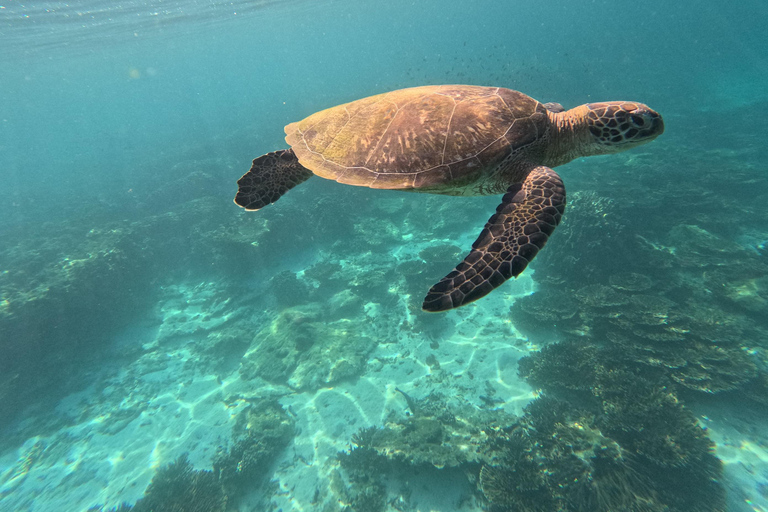 Muscat: Glass-Bottom Snorkeling Trip to Daymaniat w/ Snacks