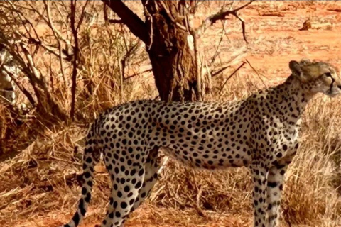 Von Mombasa/Diani: 3-tägige Tsavo Ost und Amboseli Safari3 Tage Tsavo Ost und Amboseli