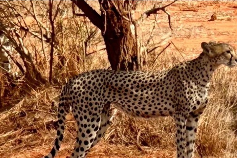 Von Mombasa/Diani: 3-tägige Tsavo Ost und Amboseli Safari3 Tage Tsavo Ost und Amboseli