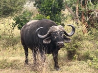 Safari Kruger National Park van Maputo - Housity