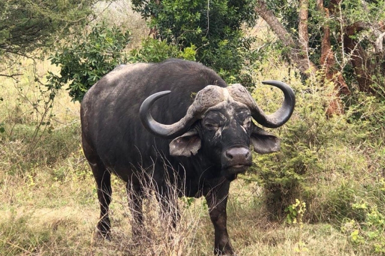 Safari w Parku Narodowym Krugera z Maputo