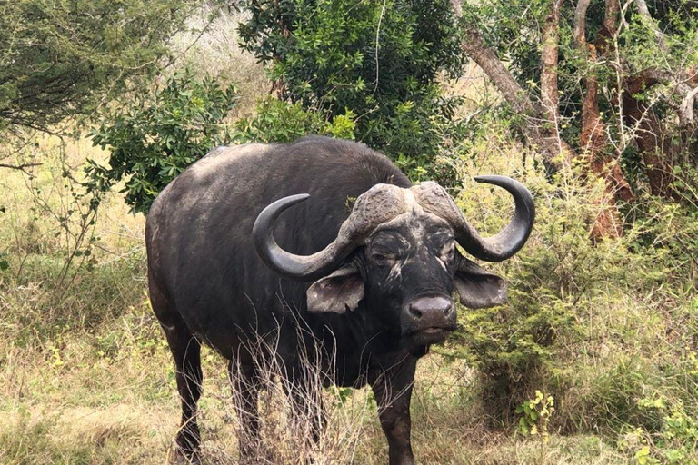 Safári no Parque Nacional Kruger saindo de Maputo