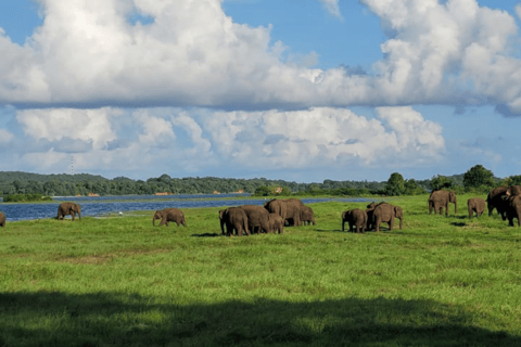 Minneriya National Park: Half-Day Evening Jeep Safari