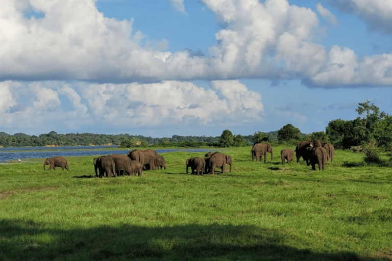 Minneriya National Park: Half-Day Evening Jeep Safari