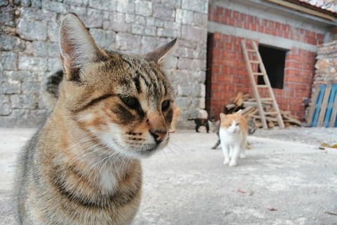 Unique gastro experience with locals in hills above Budva! Unique lunch experience with locals in hills above Budva!
