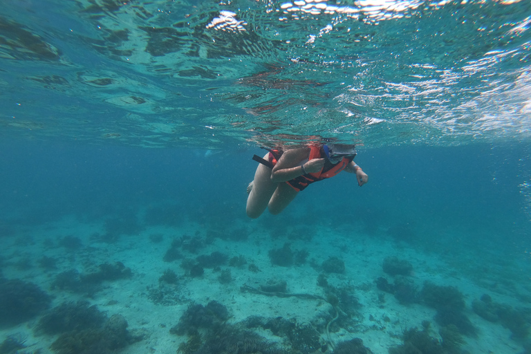 Cancun: Whake Shark Sightseeing, visit Isla Mujeres & Contoy