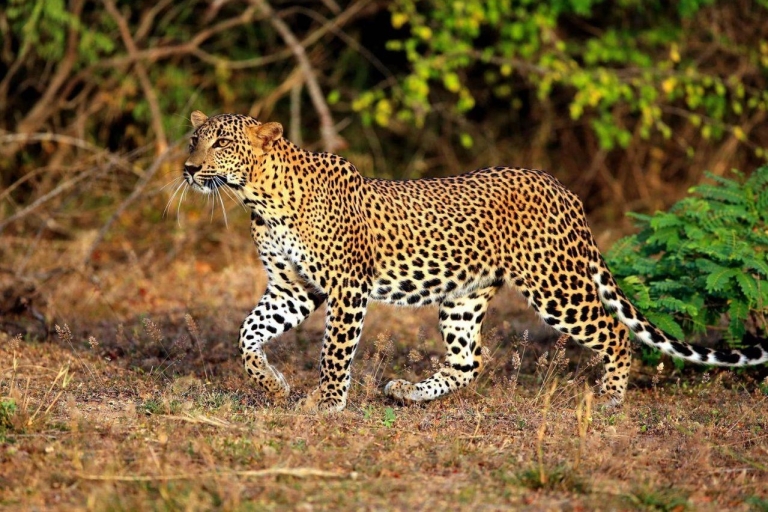 Au départ de Galle/Hikkaduwa : safari privé d'une demi-journée à la rencontre des léopards à YalaSoirée : Safari privé d'une demi-journée au léopard à Yala