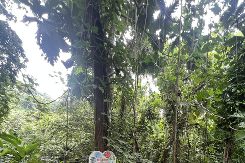 El Yunque Rainforest & Old San Juan Tour