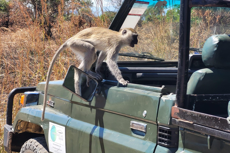 "Avventura Safari Mikumi di 3 giorni: Da Zanzibar in traghetto!