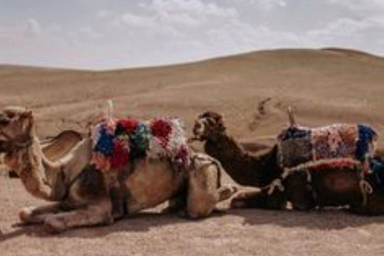 Marrakech:Kamelridning och fyrhjuling med solnedgång,middag och show