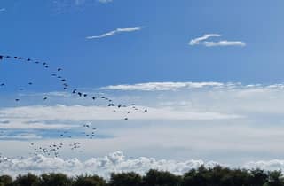 Lissabon: Bootstour durch das Naturschutzgebiet der Tejo-Mündung zur Vogelbeobachtung