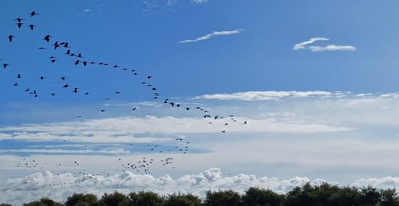 Lisbon: Tagus Estuary Nature Reserve Birdwatching Boat Tour