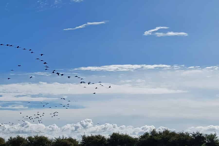 Lissabon: Bootstour durch das Naturschutzgebiet der Tejo-Mündung zur Vogelbeobachtung. Foto: GetYourGuide