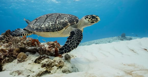 Cozumel Discover Scuba Diving from boat