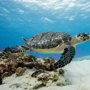 Cozumel Descubre el buceo desde barco