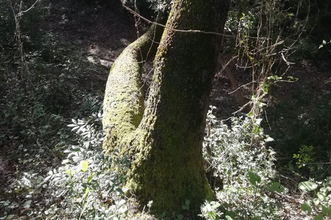 baño de bosque / bany de forêt