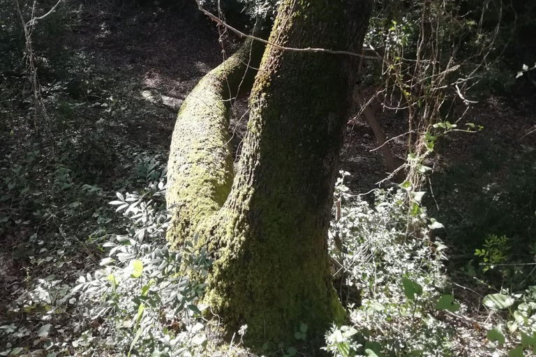 baño de bosque / bany de forêt