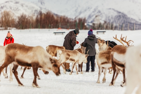 Tromsø: sanie i karmienie reniferów z przewodnikiem Saamem10-minutowa przejażdżka saniami