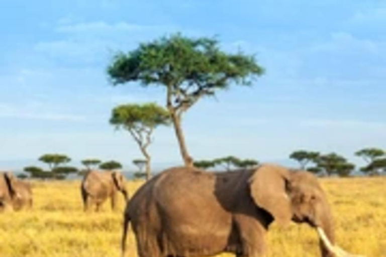 4 Días 3 Noches Masai Mara, L.Nakuru Presupuesto Jeep Privado.