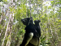 Découvrez Lemurs de Madagascar - Hizvo